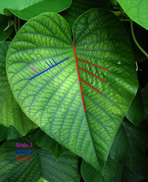 Fractal trong những gân lá