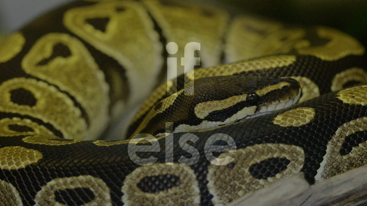 Cấu Trúc Rẽ Nhánh trong Python