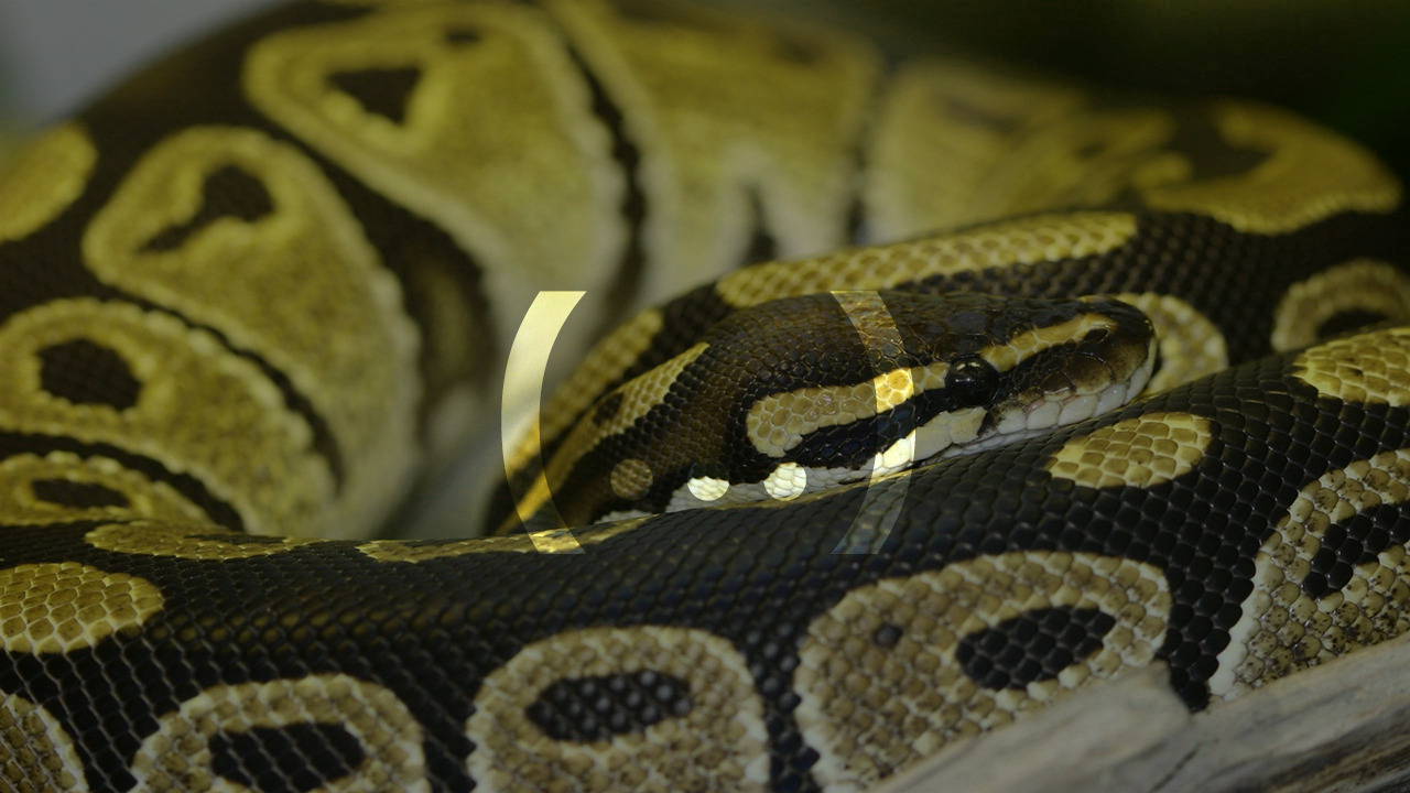 Tìm Hiểu về Tuples trong Python